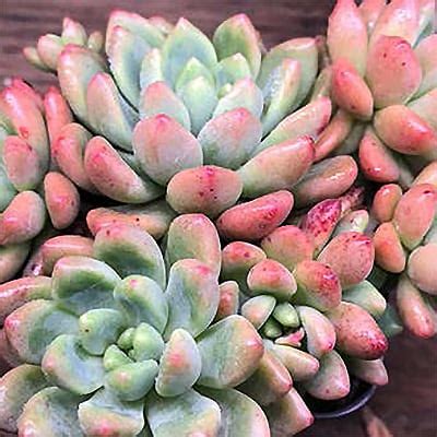 echeveria chanel|Graptoveria (Echeveria) 'Chanel' Succulent Type .